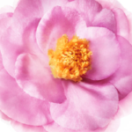 NUXE HAIR PRODIGIEUX Soin Capillaire Nutrition Intense 100ml – Image 3